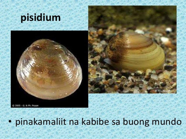 buyer ng perlas saan pwede ibenta ang perlas